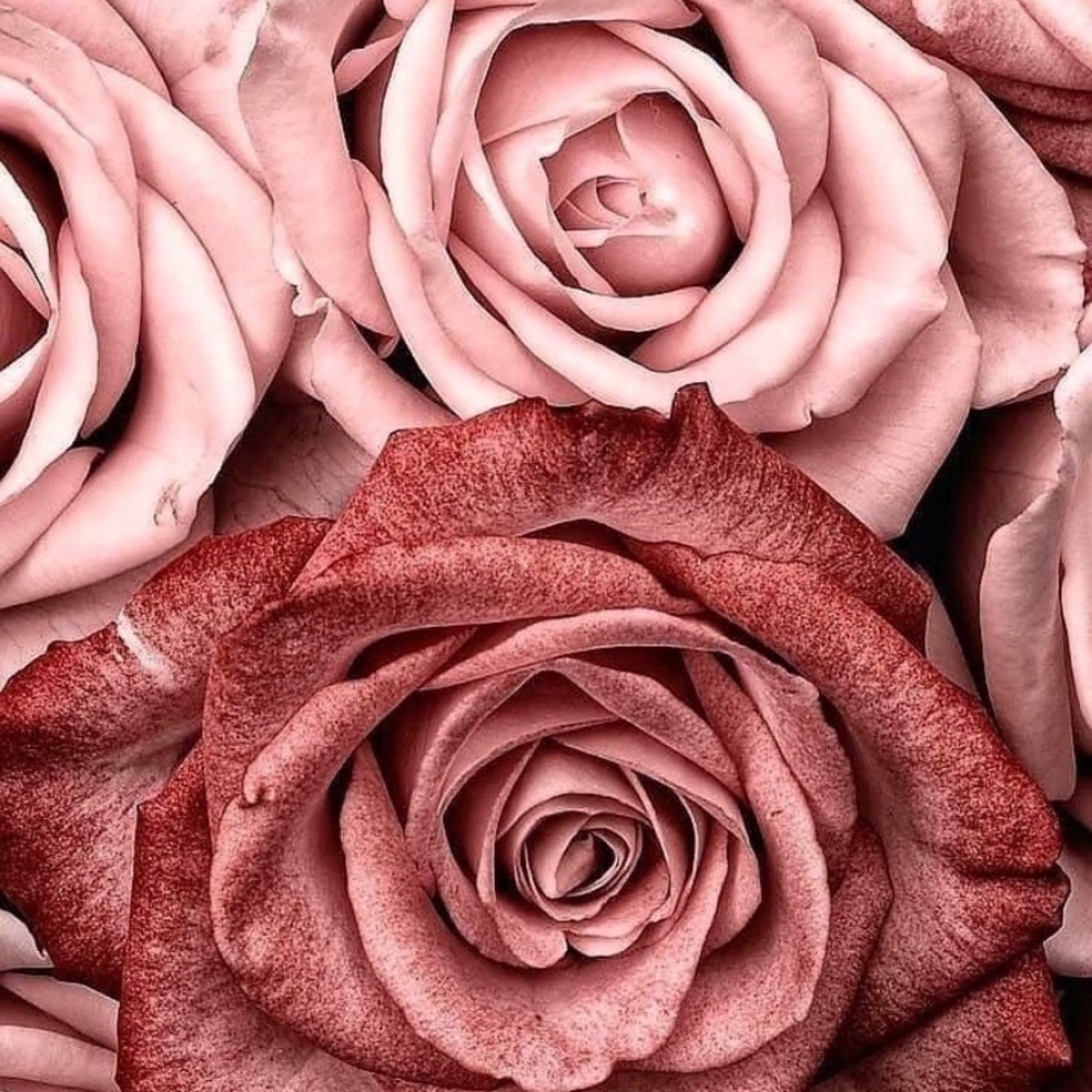 Meet your Posher, Jasmin